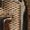 Guess Circe print