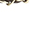 Steve Madden Bmaximas bruin